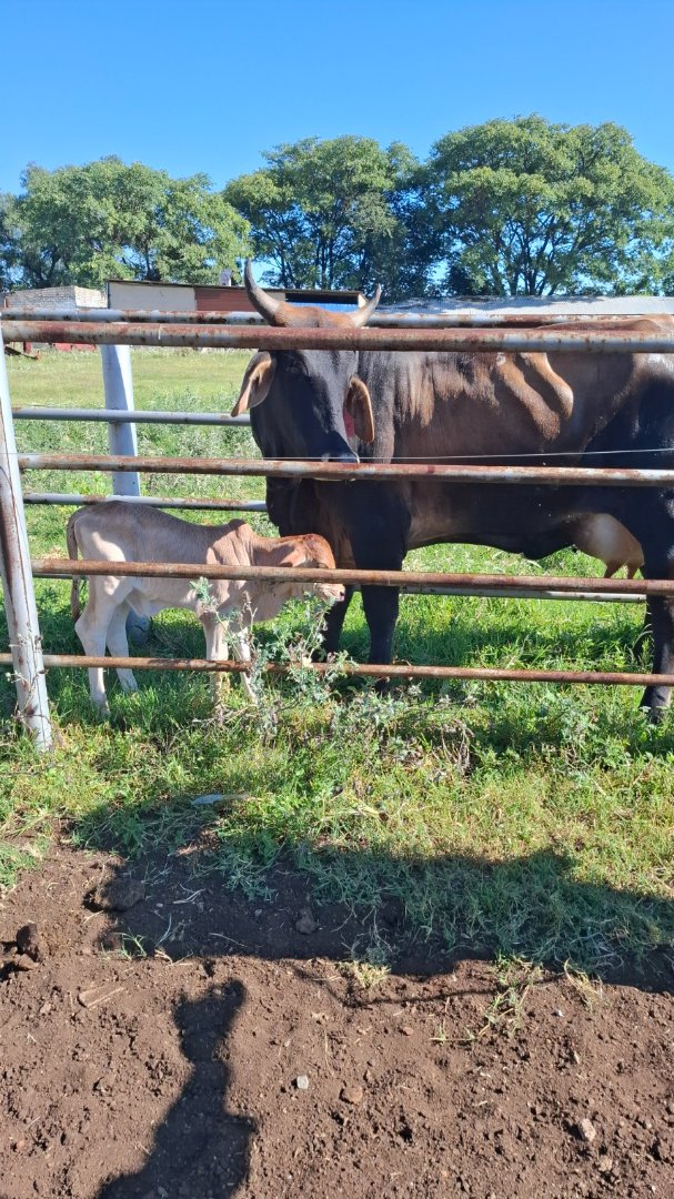 Commercial Property for Sale in Klerksdorp Rural North West